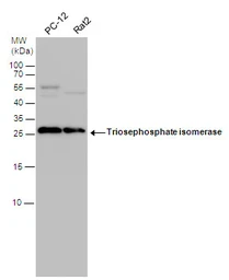Anti-Triosephosphate isomerase antibody [C2C3], C-term used in Western Blot (WB). GTX104618