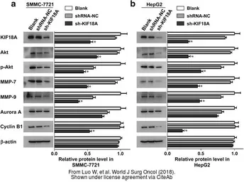 Anti-MMP7 antibody [C2C3], C-term used in Western Blot (WB). GTX104658