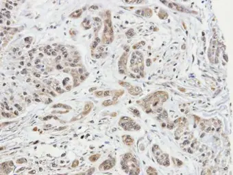 Anti-ARPC1A antibody [N1], N-term used in IHC (Paraffin sections) (IHC-P). GTX104743