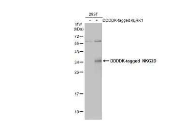 Anti-NKG2D antibody [N3C2], Internal used in Western Blot (WB). GTX104761