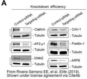 Anti-Flotillin 1 antibody [C3], C-term used in Western Blot (WB). GTX104769