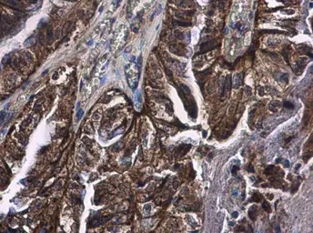 Anti-CD89 antibody used in IHC (Paraffin sections) (IHC-P). GTX104902