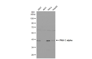 Anti-PKA C alpha antibody [N2C3] used in Western Blot (WB). GTX104934