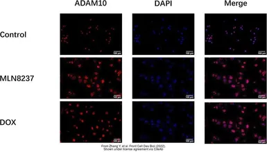 Anti-ADAM10 antibody [N2C1], Internal used in Immunocytochemistry/ Immunofluorescence (ICC/IF). GTX104940
