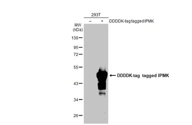 Anti-IPMK antibody [N1C2] used in Western Blot (WB). GTX104954