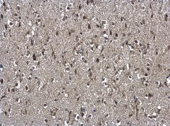 Anti-NSFL1C antibody [N1C2] used in IHC (Paraffin sections) (IHC-P). GTX105035