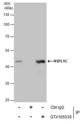 Anti-NSFL1C antibody [N1C2] used in Immunoprecipitation (IP). GTX105035