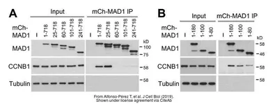 Anti-MAD1 antibody used in Western Blot (WB). GTX105079
