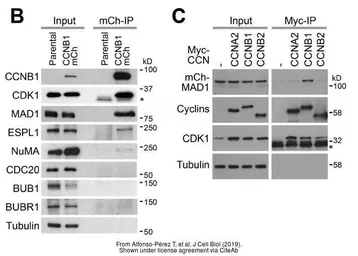 Anti-MAD1 antibody used in Western Blot (WB). GTX105079