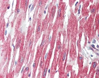 Anti-PLCL1 antibody used in IHC (Paraffin sections) (IHC-P). GTX105168