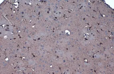 Anti-IDH1 antibody used in IHC (Paraffin sections) (IHC-P). GTX105179