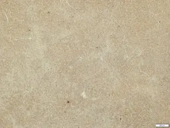 Anti-MMP19 antibody used in IHC (Paraffin sections) (IHC-P). GTX105217