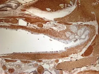 Anti-PPP1A antibody used in IHC (Paraffin sections) (IHC-P). GTX105255