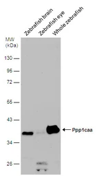 Anti-PPP1A antibody used in Western Blot (WB). GTX105255