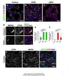 Anti-CTP synthase antibody [N1C1] used in Immunocytochemistry/ Immunofluorescence (ICC/IF). GTX105265