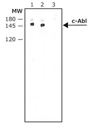 Anti-c-Abl antibody [ABL-148] used in Western Blot (WB). GTX10528