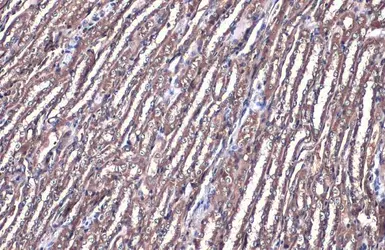 Anti-FDPS antibody [N1C3] used in IHC (Paraffin sections) (IHC-P). GTX105301