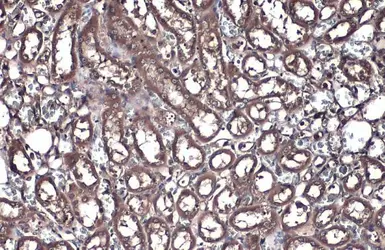 Anti-FDPS antibody [N1C3] used in IHC (Paraffin sections) (IHC-P). GTX105301