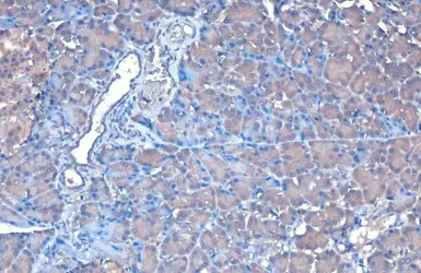 Anti-FDPS antibody [N1C3] used in IHC (Paraffin sections) (IHC-P). GTX105301
