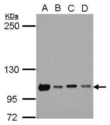 Anti-NKRF antibody used in Western Blot (WB). GTX105380