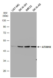 Anti-ATXN10 antibody used in Western Blot (WB). GTX105440