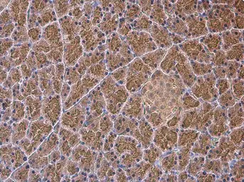 Anti-NAGLU antibody used in IHC (Paraffin sections) (IHC-P). GTX105504