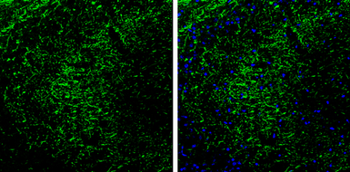 Anti-PKA 2 beta antibody used in IHC (Frozen sections) (IHC-Fr). GTX105558