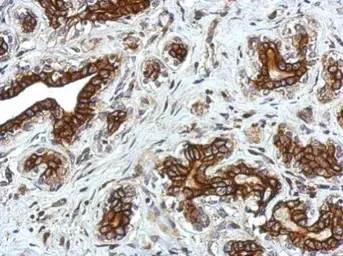 Anti-Glycine Receptor alpha 2 antibody used in IHC (Paraffin sections) (IHC-P). GTX105634