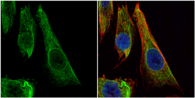 Anti-Bcl-X antibody used in Immunocytochemistry/ Immunofluorescence (ICC/IF). GTX105661