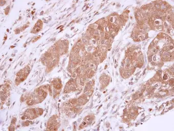 Anti-Bcl-X antibody used in IHC (Paraffin sections) (IHC-P). GTX105661