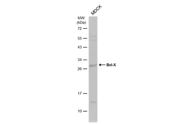 Anti-Bcl-X antibody used in Western Blot (WB). GTX105661