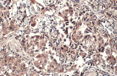 Anti-Pez antibody [C2C3], C-term used in IHC (Paraffin sections) (IHC-P). GTX105769