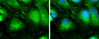 Anti-L-Plastin antibody used in Immunocytochemistry/ Immunofluorescence (ICC/IF). GTX105789