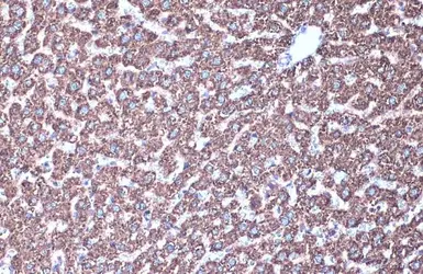 Anti-MDH2 antibody used in IHC (Paraffin sections) (IHC-P). GTX105870