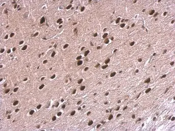 Anti-NPAS1 antibody used in IHC (Paraffin sections) (IHC-P). GTX105876