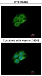 Anti-PANK1 antibody [N3C3] used in Immunocytochemistry/ Immunofluorescence (ICC/IF). GTX105920