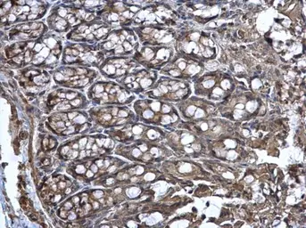 Anti-Wnt11 antibody used in IHC (Paraffin sections) (IHC-P). GTX105971
