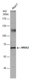 Anti-NR5A2 antibody [N2C3] used in Western Blot (WB). GTX106024