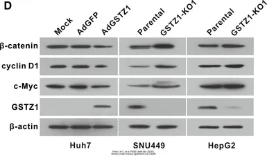 Anti-GSTZ1 antibody [N1C3] used in Western Blot (WB). GTX106109