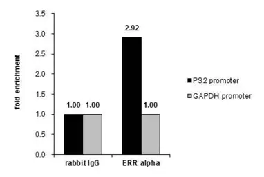 Anti-ERR alpha antibody [N1C3] used in ChIP assay (ChIP assay). GTX106233