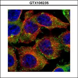 Anti-CD2AP antibody used in Immunocytochemistry/ Immunofluorescence (ICC/IF). GTX106235
