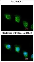 Anti-USP47 antibody used in Immunocytochemistry/ Immunofluorescence (ICC/IF). GTX106253