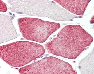 Anti-Tafazzin / TAZ antibody [C2C3], C-term used in IHC (Paraffin sections) (IHC-P). GTX106271