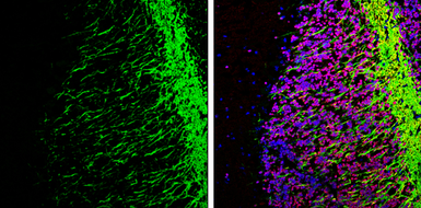 Anti-MOG antibody [C2C3], C-term used in IHC (Frozen sections) (IHC-Fr). GTX106283