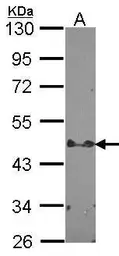 Anti-STAP2 antibody [C3], C-term used in Western Blot (WB). GTX106287