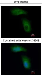 Anti-TRIM36 antibody [C3], C-term used in Immunocytochemistry/ Immunofluorescence (ICC/IF). GTX106290