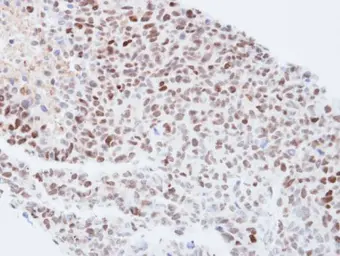 Anti-KPNA4 antibody [C3], C-term used in IHC (Paraffin sections) (IHC-P). GTX106325