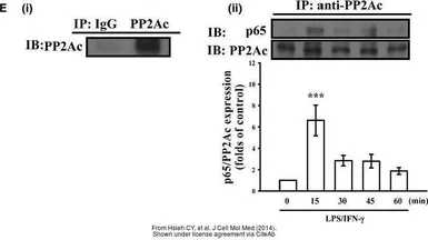 Anti-PP2A alpha antibody used in Western Blot and Immunoprecipitation (WB IP). GTX106334