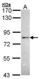 Anti-RNF6 antibody [C3], C-term used in Western Blot (WB). GTX106390