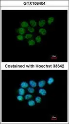 Anti-ARIH2 antibody [C3], C-term used in Immunocytochemistry/ Immunofluorescence (ICC/IF). GTX106404